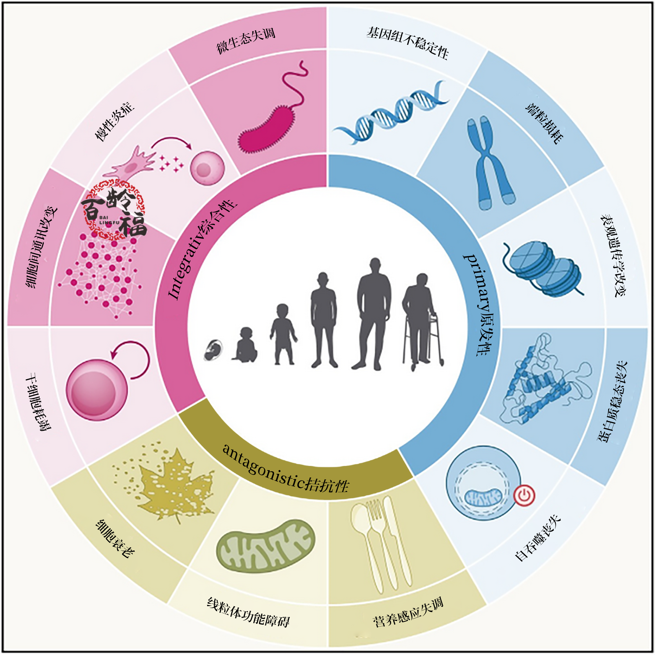 2023年更新版衰老标志的分类