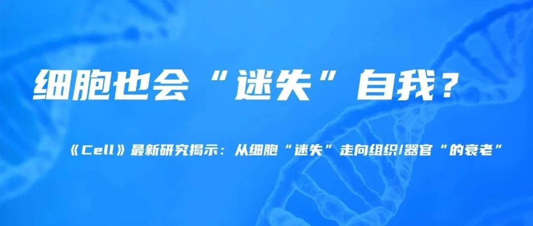细胞也会“迷失”自我？《Cell》最新研究揭示：从细胞“迷失”走向组织/器官“的衰老”